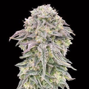 Feminisierte Mimosa 00 Seeds
