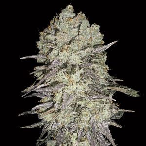 Mimosa Fast feminisierte 00 Seeds