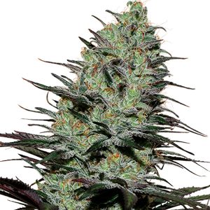 Morpheus feminized Buddha Seeds