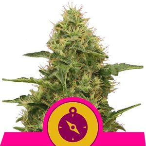 Northern Light Feminized Royal Queen
