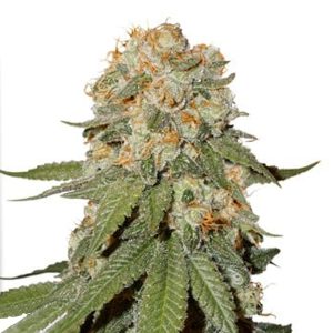 Orange Bud 2.0 feminized Dutch Passion