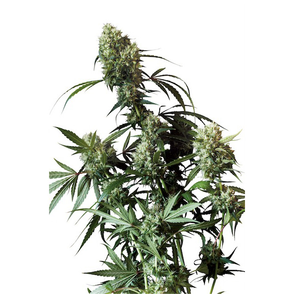 Power-Plant-1-u-fem-Dutch-Passion.jpg Power-Plant-1-u-fem-Dutch-Passion.jpg