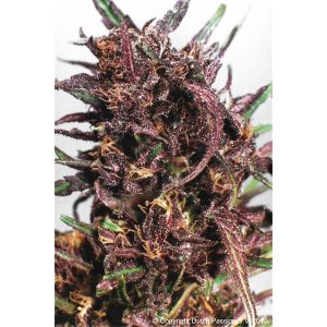 Purple #1 feminizada Dutch Passion