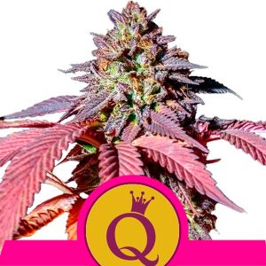 Purple Queen feminisierte Royal Queen