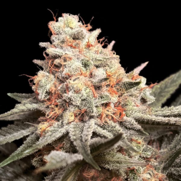 Rainbow-Mints-100-U-FEM-00-Seeds.jpg