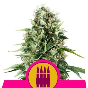 Royal AK feminisierte Royal Queen