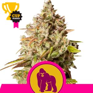 Royal Royal Queen Gorilla