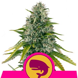 Royal Moby Feminized Royal Queen