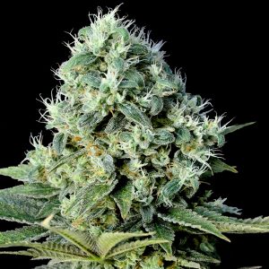 Santa Bilbo feminized Genehtik Seeds