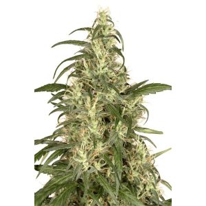 Skunk #11 feminizada Dutch Passion