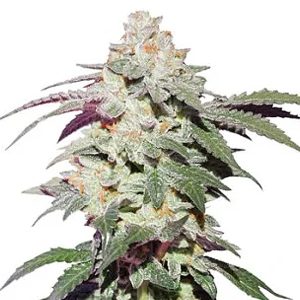 Skywalker Haze feminisiert Dutch Passion