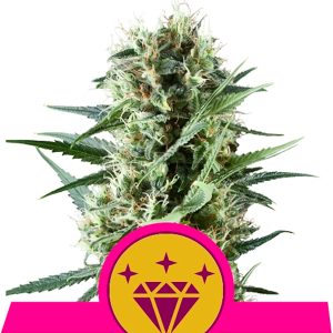 Special Kush #1 - Feminized Royal Queen