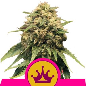 Spezialkönigin #1 - feminisierte Royal Queen
