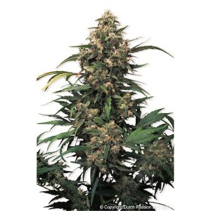 Strawberry Cough feminisiert Dutch Passion