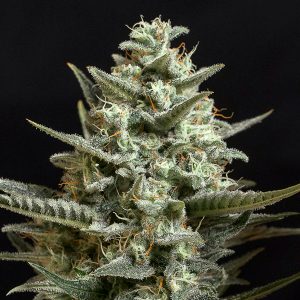 Sweet Bilbo feminized Genehtik