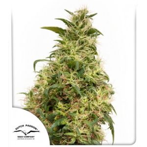 THC - Victory feminisiert Dutch Passion