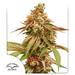 Tropical Tangie feminizada Dutch Passion