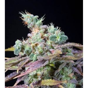 Txomango feminized Genehtik Seeds