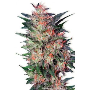 White Widow feminized Dutch Passion
