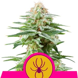 White Widow Feminized Royal Queen