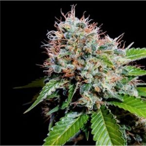 Zuri Widow feminized Genehtik