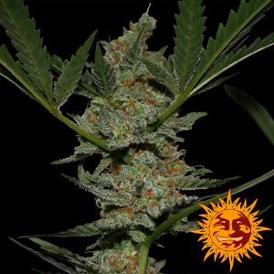 Acapulco Gold feminizada Barney's