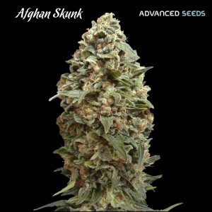 Afghan Skunk weiblich Advanced Seeds