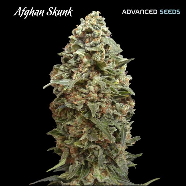 Afghan-Skunk-1-u-fem-Advanced-Seeds.jpg