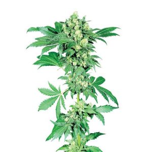 Afghani # 1 - reguläre Sensi Seeds