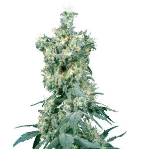 American Dream RELORY Sensi Seeds