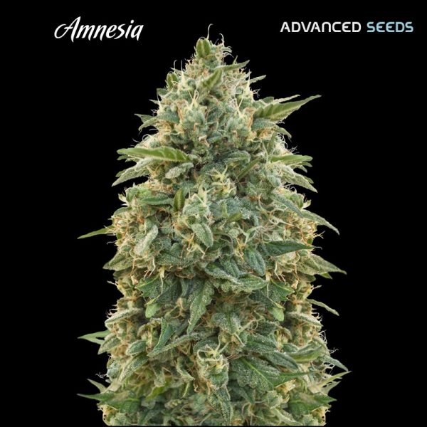 Amnesia-1-u-fem-Advanced-Seeds.jpg