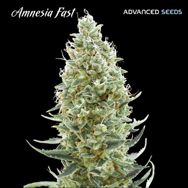 Amnesia-Fast-1-u-fem-Advanced-Seeds.jpg Amnesia-Fast-1-u-fem-Advanced-Seeds.jpg