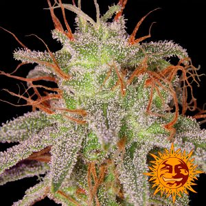 Amnesia Lemon Feminized Barney&#39;s