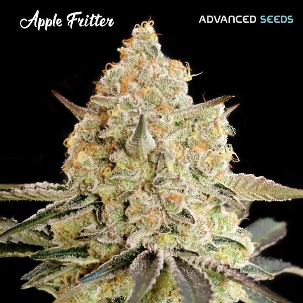 Apple-Fritter-1-u-fem-Advanced-Seeds.jpg