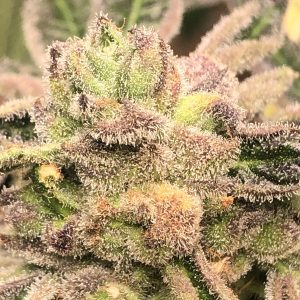 Apple feminized fritter Elev8 Seeds