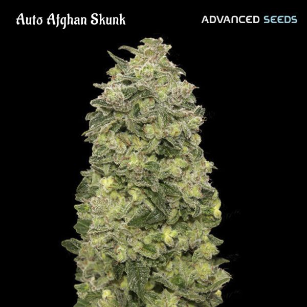 Auto-Afghan-Skunk-1-u-fem-Advanced-Seeds.jpg