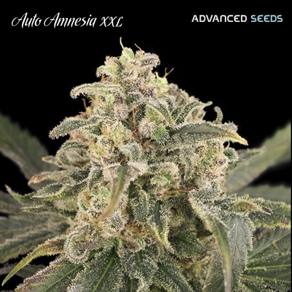 Auto-Amnesia-XXL-1-u-fem-Advanced-Seeds.jpg