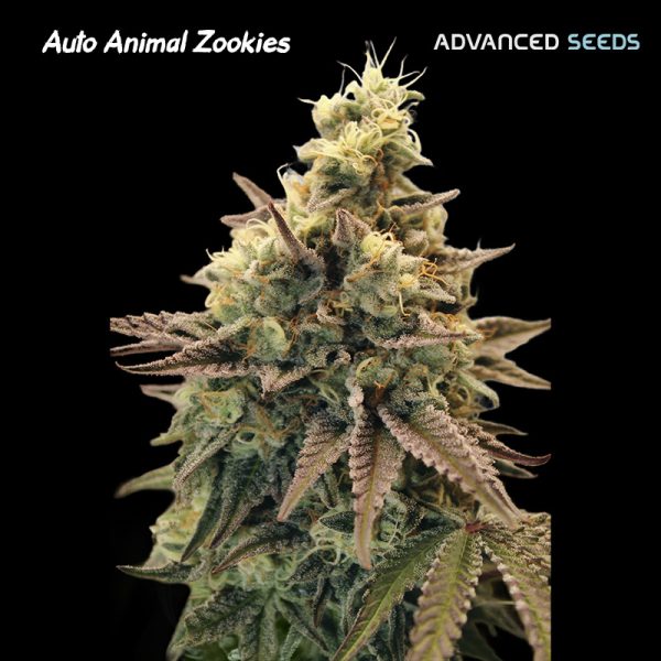 Auto-Animal-Zookies-1-u-fem-Advanced-Seeds.jpg
