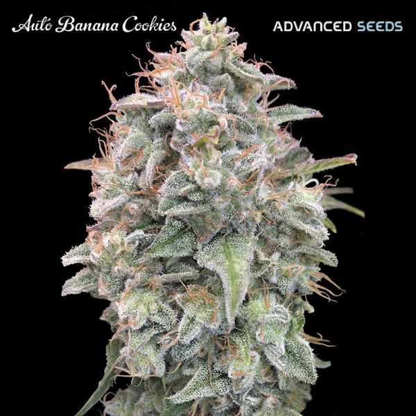 Auto-Banana-Cookies-1-u-fem-Advanced-Seeds.jpg