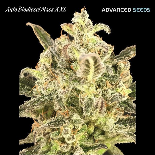 Auto-Biodiesel-Mass-XXL-1-u-fem-Advanced-Seeds.jpg