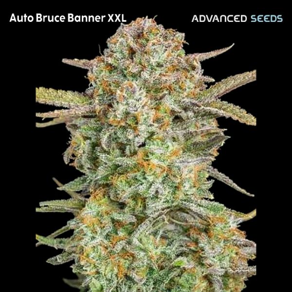 Auto-Bruce-Banner-XXL-1-u-fem-Advanced-Seeds.jpg
