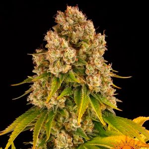Auto Cheese feminizada Barney's