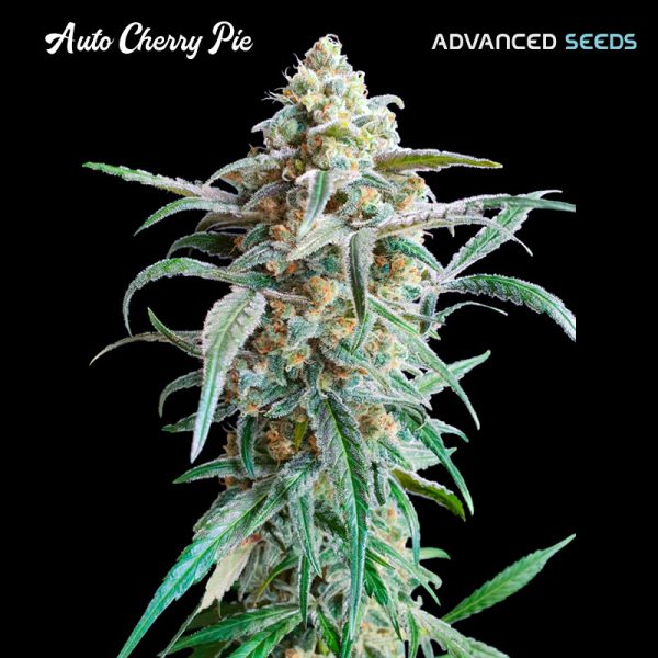 Auto-Cherry-Pie-1-u-fem-Advanced-Seeds.jpg