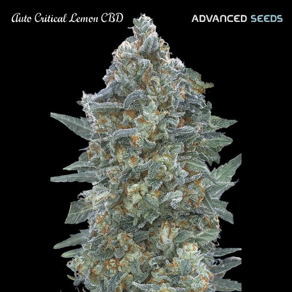 Auto-Critical-Lemon-CBD-1-u-fem-Advanced-Seeds.jpg