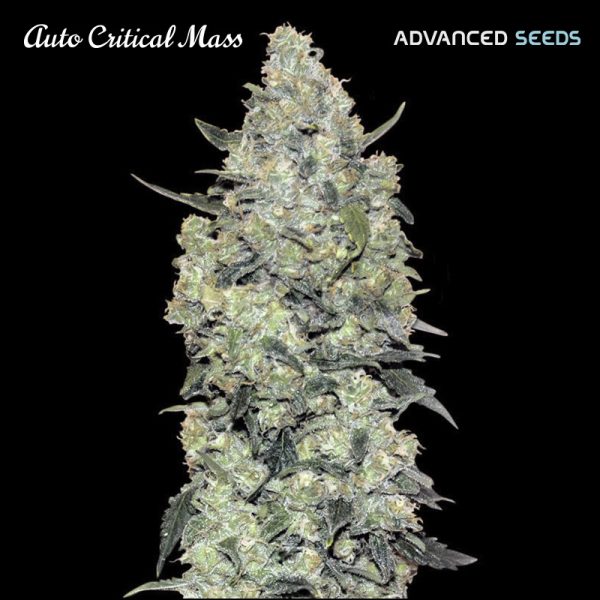 Auto-Critical-Mass-1-u-fem-Advanced-Seeds.jpg
