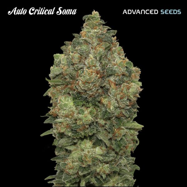 Auto-Critical-Soma-1-u-fem-Advanced-Seeds.jpg
