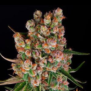 Auto GMO feminizada Barney's