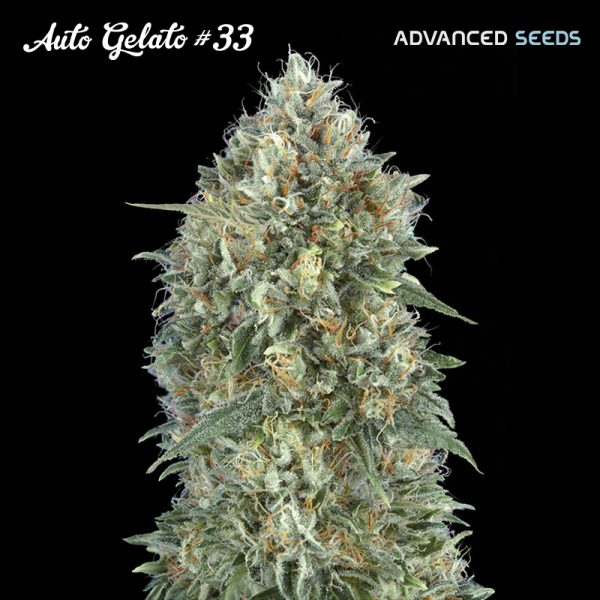 Auto-Gelato-33-1-u-fem-Advanced-Seeds.jpg