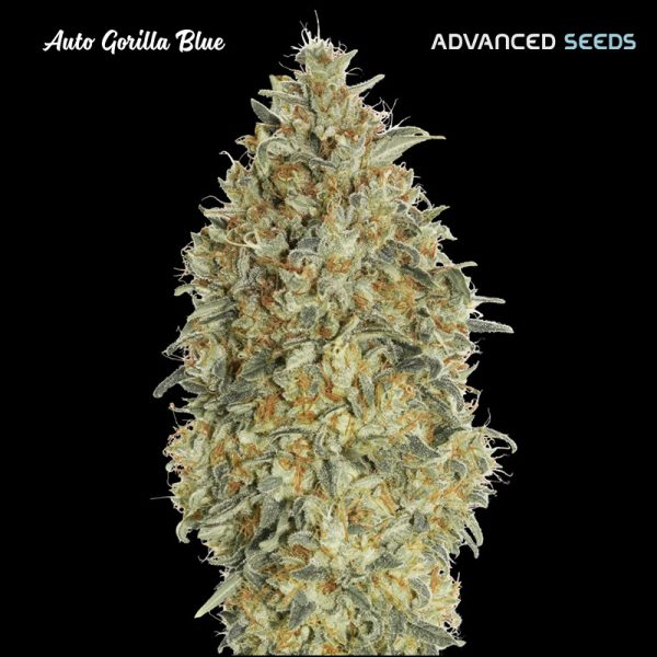 Auto-Gorilla-Blue-1-u-fem-Advanced-Seeds.jpg