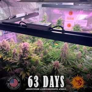 Auto Gorilla Glue feminizada Barney's